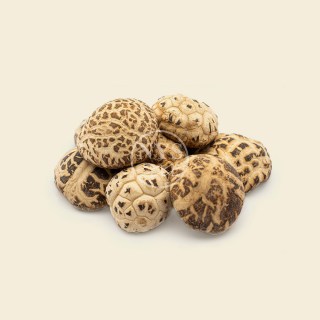 dried-flower-mushroom-white-28